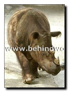 rhino_sumatran